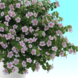 楽天市場 バコパ ステラ 花 ガーデン Diy の通販