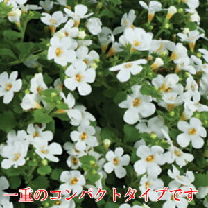 楽天市場 ステラ スコピア バコパ コンパクトホワイト 1株 宿根草 寄せ植え グランドカバー 季節の鉢花に あなたの街のお花屋さんイングの森