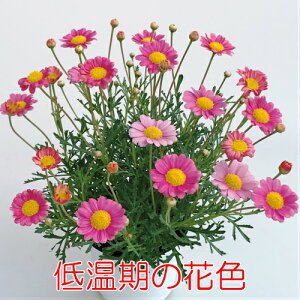 楽天市場 マーガレット 梅ソーダ 開花時期で花色が変わります １株宿根草 栄養系 あなたの街のお花屋さんイングの森
