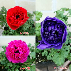 楽天市場 アネモネ 苗 種類 植物 マーガレット 苗物 ガーデニング 農業 花 ガーデン Diyの通販