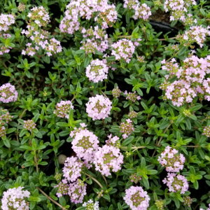 h ^C(N[sO^C) MJEX@9cm|bgc1 1 J[ybgɍL