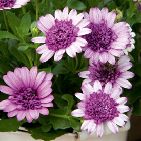 楽天市場 宿根草の通販