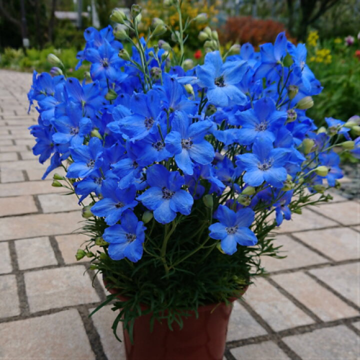 楽天市場 デルフィニューム チアブルー 1株 m b専売 あなたの街のお花屋さんイングの森 楽天市場 デルフィニューム チアブルー 1株 m b専売 あなたの街のお花屋さんイングの森
