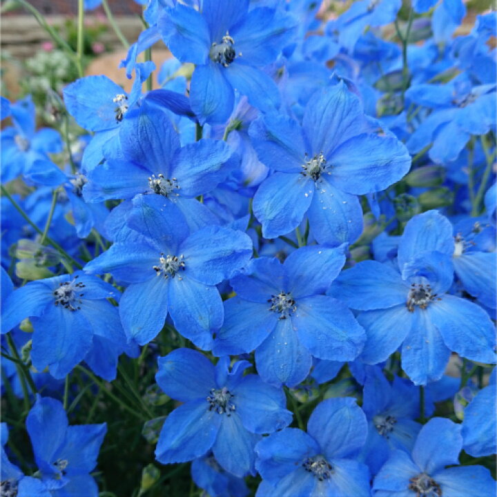 楽天市場 デルフィニューム チアブルー 1株 m b専売 あなたの街のお花屋さんイングの森 楽天市場 デルフィニューム チアブルー 1株 m b専売 あなたの街のお花屋さんイングの森