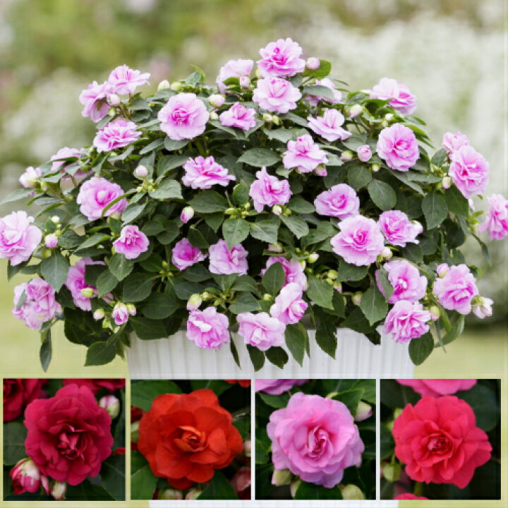 楽天市場 お好きな色を選んでねカリフォルニアローズ グランデ１株 あなたの街のお花屋さんイングの森