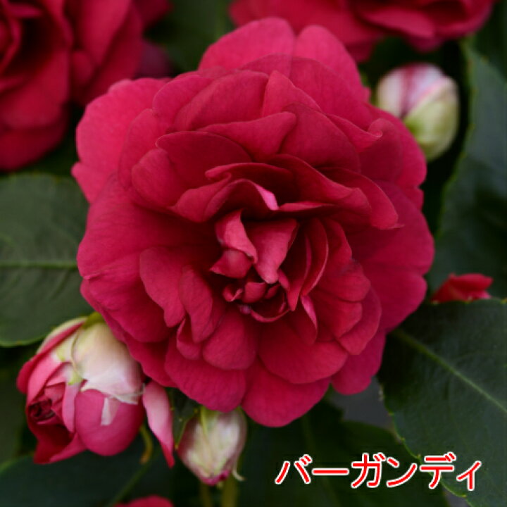 楽天市場 お好きな色を選んでねカリフォルニアローズ グランデ１株 あなたの街のお花屋さんイングの森