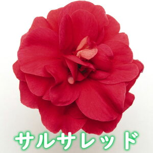 楽天市場 お好きな色を選んでねカリフォルニアローズ フィエスタ １株 あなたの街のお花屋さんイングの森