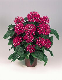 楽天市場 ペンタス 花の通販