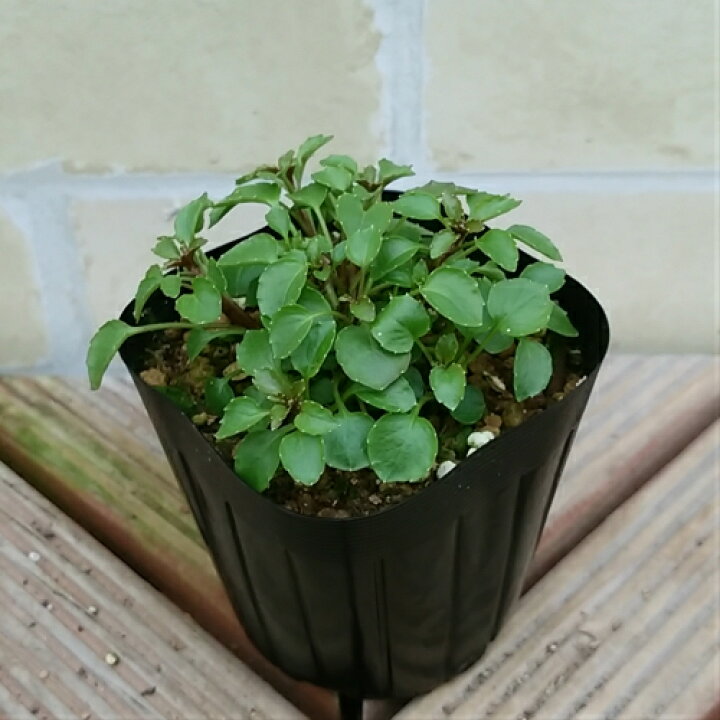 新作入荷 新品 ステラ 花 苗 バコパ スコピア 寄せ植え グレート ピンクビューティー 1株 宿根草 多年 春 夏 秋 グランドカバー Arizonavmlc Org 新作入荷 新品 ステラ 花 苗 バコパ スコピア 寄せ植え グレート ピンクビューティー 1株 宿根草 多年 春 夏 秋 グランドカバー Arizonavmlc Org