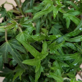 楽天市場 半日陰 寄せ植えの通販