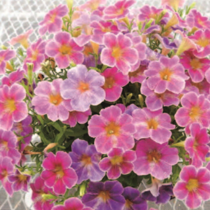 楽天市場 ペチュニア 花ことば 1株 寄せ植え 季節の花苗 イングリッシュガーデンに あなたの街のお花屋さんイングの森