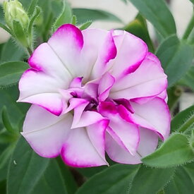 楽天市場 ペチュニア 苗 開花時期四季 の通販 楽天市場 ペチュニア 苗 開花時期四季 の通販