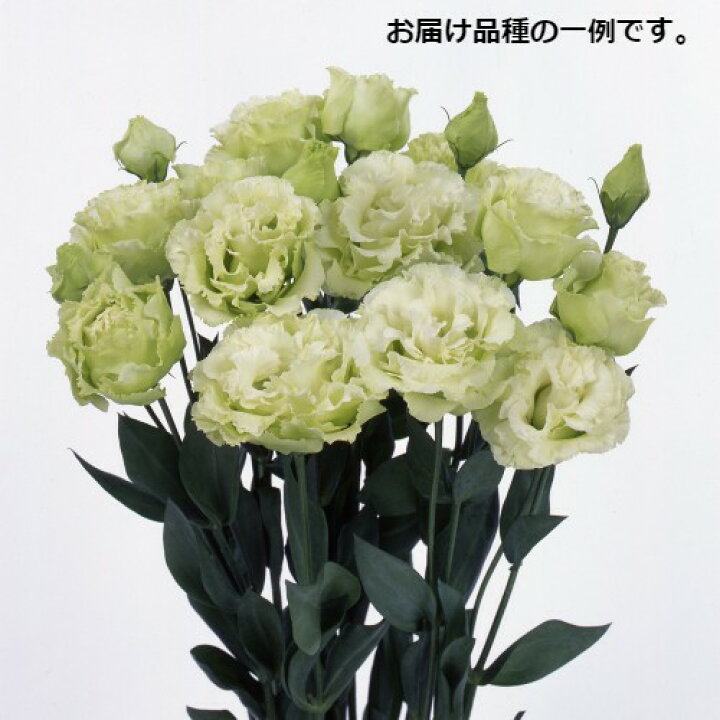 楽天市場 トルコキキョウ ミックス 1ポットに3芽入っています 分枝促進処理済み10 5cmポット苗 1個 あなたの街のお花屋さんイングの森