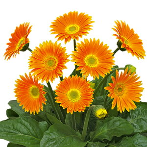 ガーベラ ガーデン 苗の人気商品 通販 価格比較 価格 Com