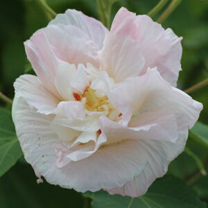 楽天市場 家庭樹 鉢植え向きの花木 その２ フヨウ アメリカフヨウ スイフヨウ あなたの街のお花屋さんイングの森