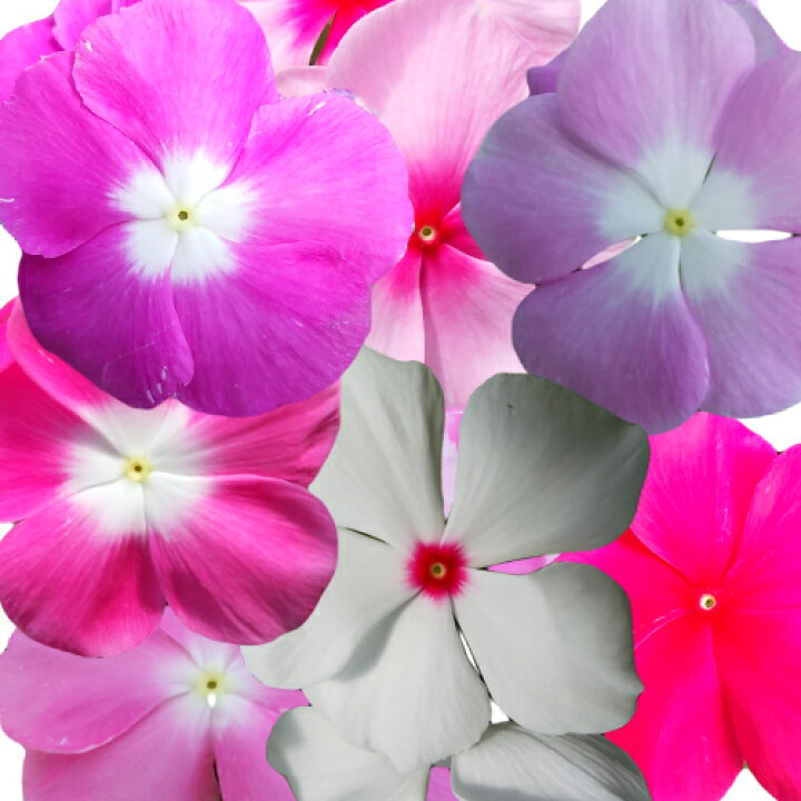 楽天市場 ニチニチソウ 日々草 色ミックス10ポットセット 花 花苗 ガーデニング カラフル あなたの街のお花屋さんイングの森