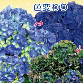 楽天市場 アジサイ ブルーアースの通販
