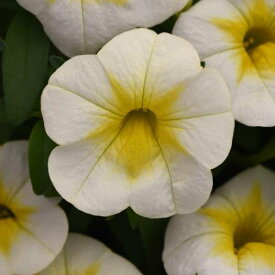 楽天市場 ペチュニア 黄色の通販