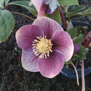 ~ṼNX}X[Y v ~Xg d炫E nCGhZNV 9cm|bg c ~V M&Bt[@NX}X[Y c