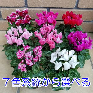 ガーデンシクラメン 苗の人気商品 通販 価格比較 価格 Com