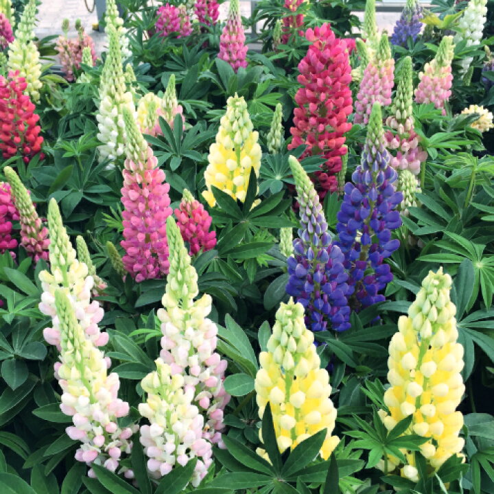 種 花たね ルピナス アバルンミックス 1袋 300mg 再入荷