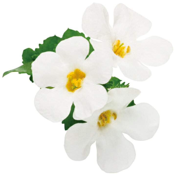 楽天市場 宿根草 バコパ ステラ スノーストーム スノーグローブ １株 寄せ植え グランドカバー 季節の鉢花に あなたの街のお花屋さんイングの森