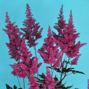 苗 アスチルベの人気商品 通販 価格比較 価格 Com 苗 アスチルベの人気商品 通販 価格比較 価格 Com