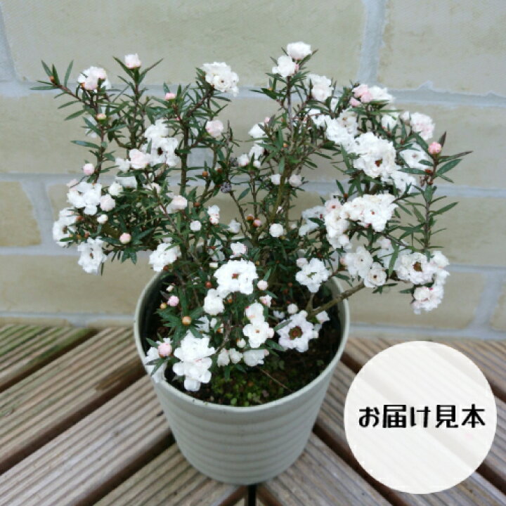 楽天市場 マヌカハニーの木 ギョリュウバイ 4号鉢 白 ホワイト あなたの街のお花屋さんイングの森