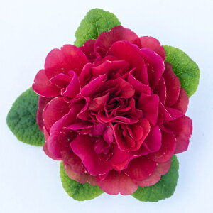 h d炫@ v x[i J@3ia9cmj|bgc1@ԕc ~炫 c A A K[fjO 񂹐AɁ@xi