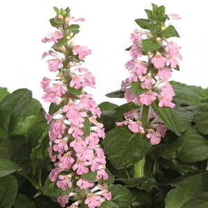 アジュガ 花 苗の人気商品 通販 価格比較 価格 Com