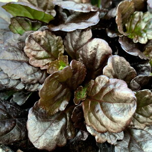 AWK@ubNXJbv 3 (a9cm) |bgc@1 ԐFFn h VF[hK[f A A CObVK[f