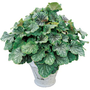 宿根草ヒューケラ(ツボサンゴ) ドルチェ チョコミント 3号(直径9cm)ポット苗 1株 宿根草 シェードガーデン イングリッシュガーデン