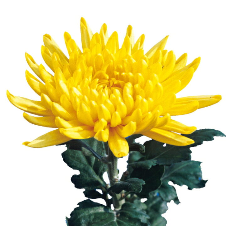楽天市場 菊 キク きく 秋咲き大輪菊 天道 黄 7 5cm ポット苗 2個セット 宿根草 季節の花苗 寄せ植え等に あなたの街のお花屋さんイングの森