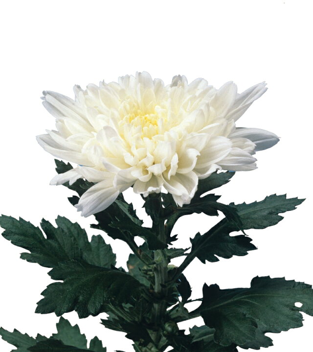 楽天市場 菊 キク きく 秋咲き大輪菊 八雲 白 7 5cm ポット苗 2個セット 宿根草 季節の花苗 寄せ植え等に あなたの街のお花屋さんイングの森
