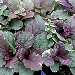 AWK VK[v1 ԐFFn h VF[hK[f A A CObVK[f