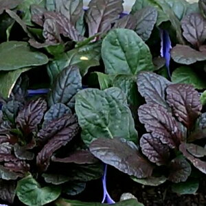 AWK }zKj[1 ԐFFn h VF[hK[f A A CObVK[f