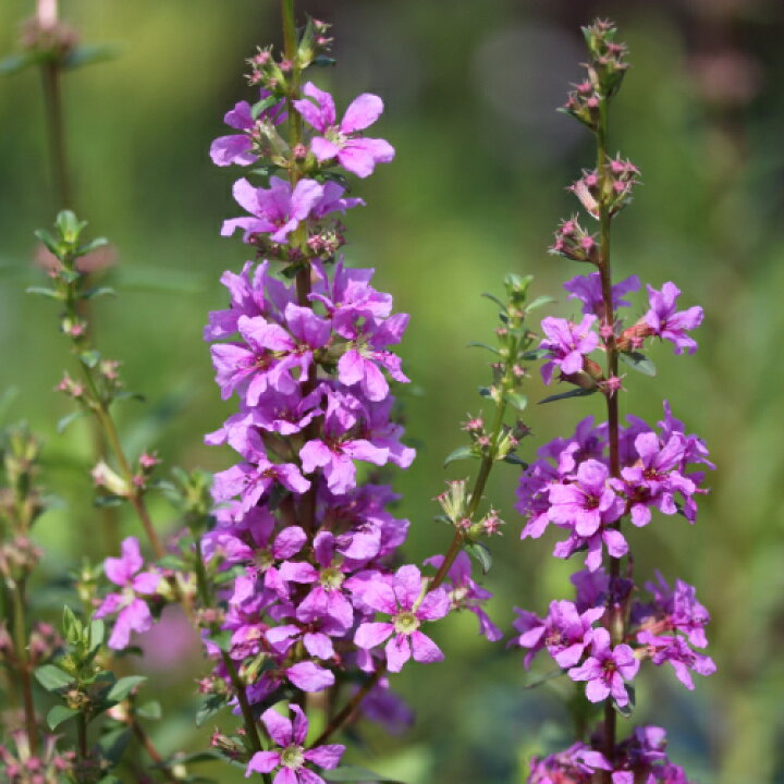 楽天市場 ミソハギ 禊萩 3号 直径9cm ポット苗 1個萩 ハギ 盆花 精霊花 供え花 秋の七草の一つ 訳ありお買い得品 あなたの街のお花屋 さんイングの森