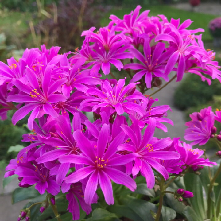 楽天市場 四季咲きレウイシア エリーゼ ウルトラバイオレット 3号 直径9cm ポット苗 １株 宿根草 レウィシア ｎ あなたの街のお花屋さんイングの森