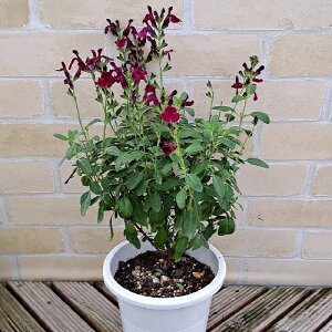 サルビア 苗の人気商品 通販 価格比較 価格 Com