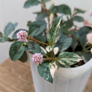 h |Si ( qc\o )ZusN 2.5ia7.5cm|bgj1 ԕc ~ N c J[[t OhJo[