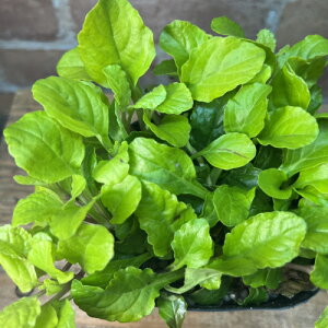 AWK S[hC3 (a9cm) |bgc1 ԐFFsNn h VF[hK[f A A CObVK[f