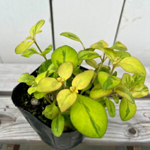 ϊh@V}LA bV[ 3ia9cmj|bgc1 ΐ Ԓd A v^[ J[[t OhJo[ 񂹐A nMO