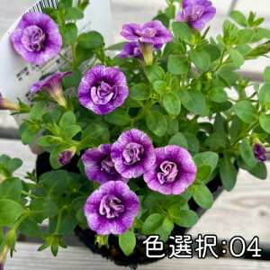 �J���u���R�A �}�E���e�B���O�^�C�v �A���o�V���[�Y 5�F����I�� 3.5�� (10.5cm) �|�b�g�c 1��