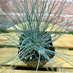 h@tFXcJEOEJiVo[OXj 3.5ia10.5cmj|bgc 1 J[[t CObVK[f bNK[f 񂹐A