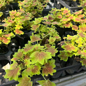 宿根草 もみじ葉ゼラニューム ( モミジバゼラ) バンクーバーセンティニア 3.5号 ゼラニウム 苗 花の苗 花苗 カラーリーフ 寄せ植え