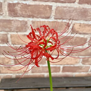 ヒガンバナ(リコリス)彼岸花 3号 (直径9cm) ポット苗 曼殊沙華