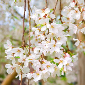 t  ( TN ) Ԃ ڂ؈N 4.5 (13.5cm) O|bgc