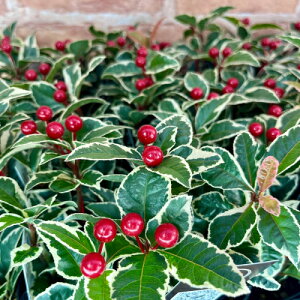 ���u�R�E�W�i�\���j������ 3���i���a9cm�j�|�b�g�c 1�� ���A�ł��I�b�P�[ �񂹐A���E�~�j�ϗt�E�~�́E��������ɁI