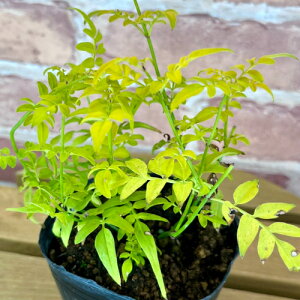 H߃WX~ [tBIiTCY] 3ia9cmj|bgc ϊΒ 鐫 J[[t nSWX~