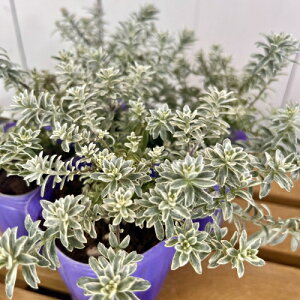 EGXgMA@X[L[zCg 3|bgcia9cmj J[[t ΐ@CObVK[f@ϗtA@񂹐A@EFXgMA